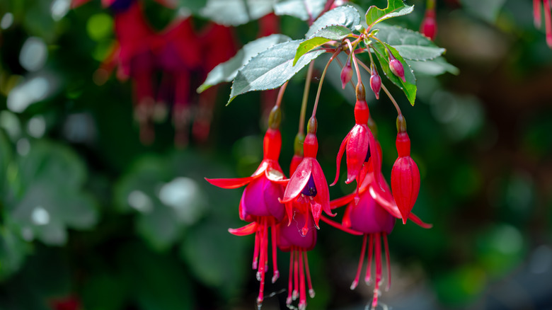 Purple red flowers of hardy fuchsias growing