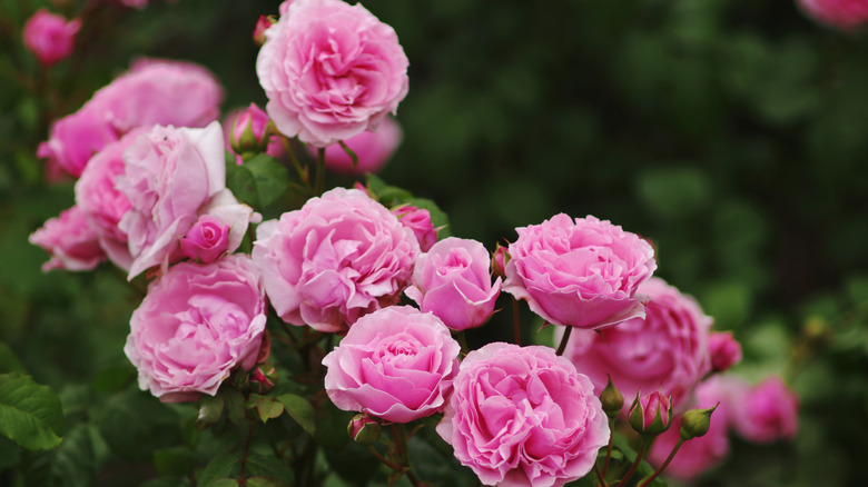 Pink hybrid tea roses growing in garden