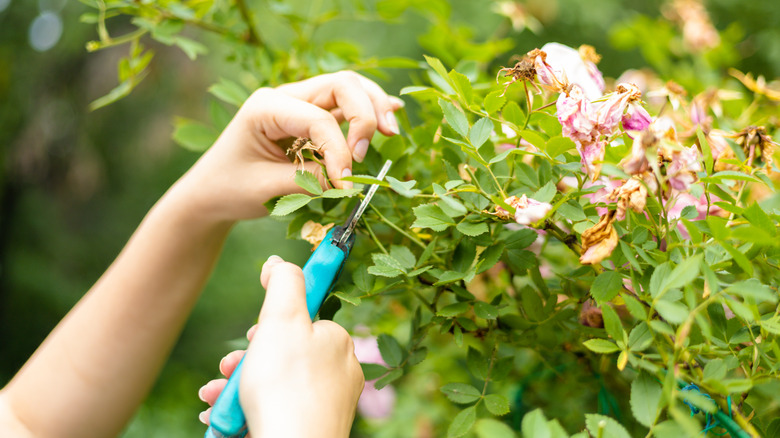 Hands pruning a plant in garden