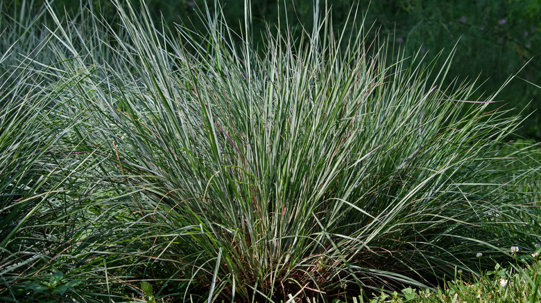 Little blue stem grass growing in yard