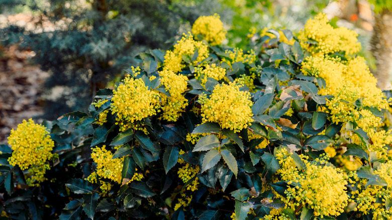 Yellow flowers of mahonia plant