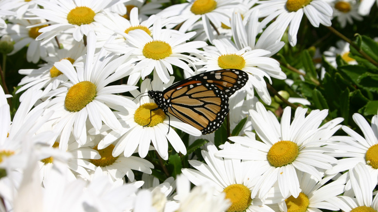 Butterfly on white flowers of montauk daisy