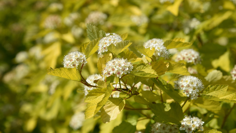 White flowers of ninebark amidst yellow leaves