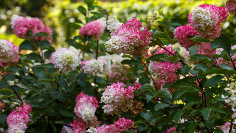 Panicle hydrangea's pink and white flowers