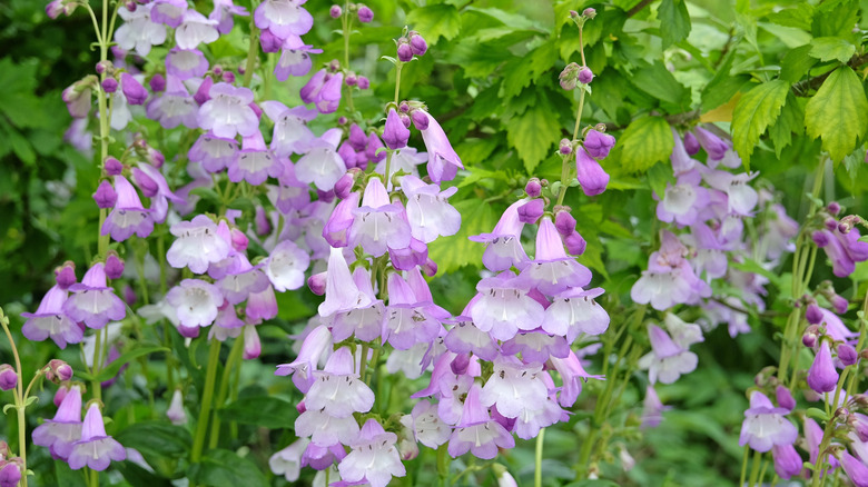 Purple and white flowers of penstemons