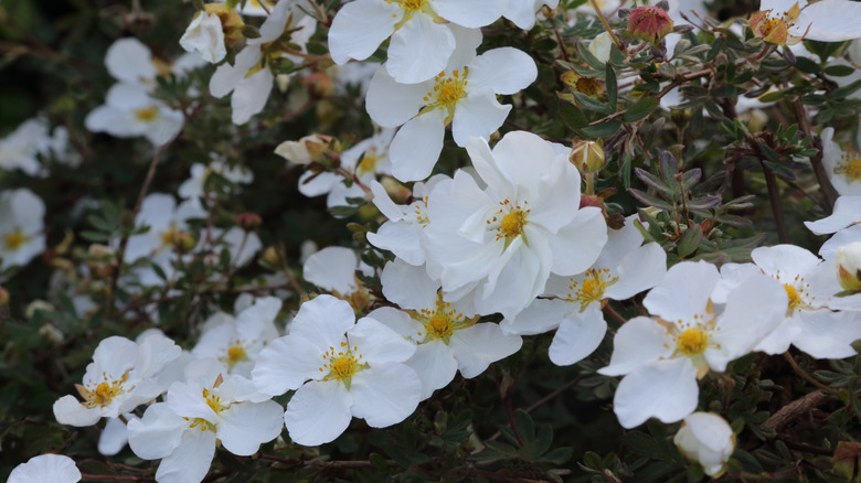 White potentilla flowers on a bush