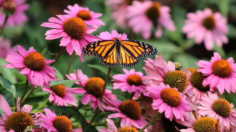 Butterfly on purple coneflowers growing in garden