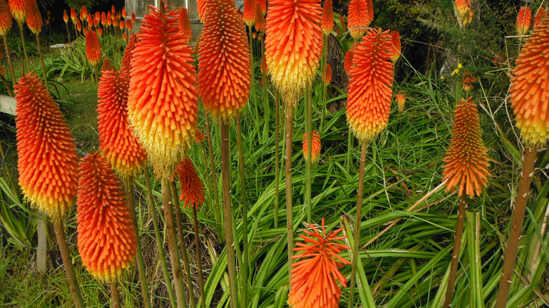 Red hot poker's red and yellow flowers blooming in garden