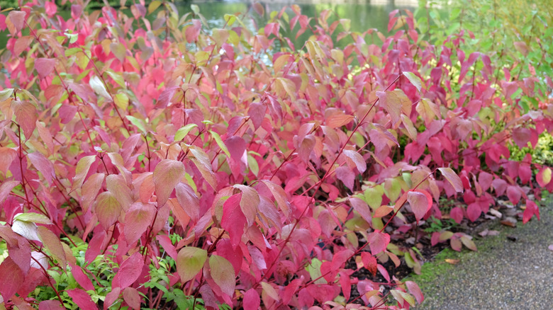 Red leaves of red twig dogwood