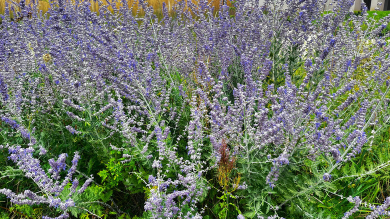 Russian sage growing in garden with lavender blooms