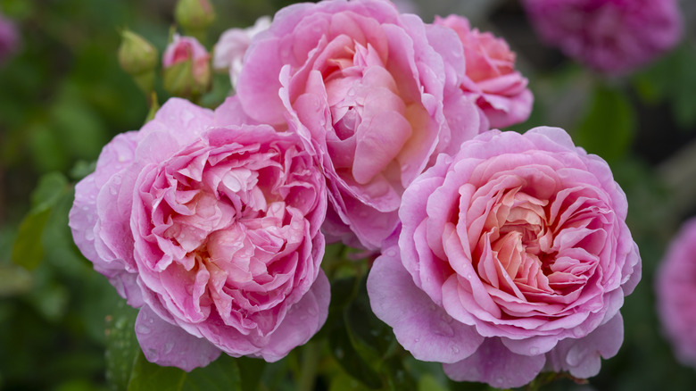 Pink and peach shrub roses blooming in garden