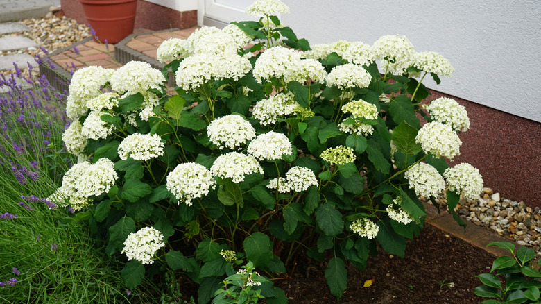 Smooth hydrangeas in garden with white flowers