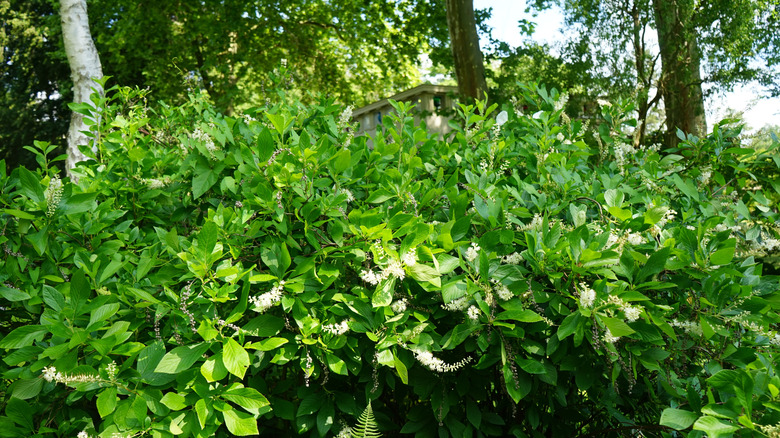 Tiny white flowers of summersweet amidst green leaves