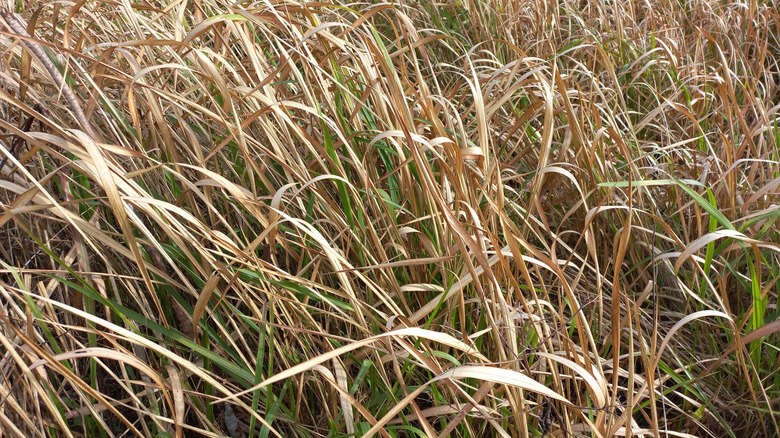 Beige switch grass growing in yard under sunlight