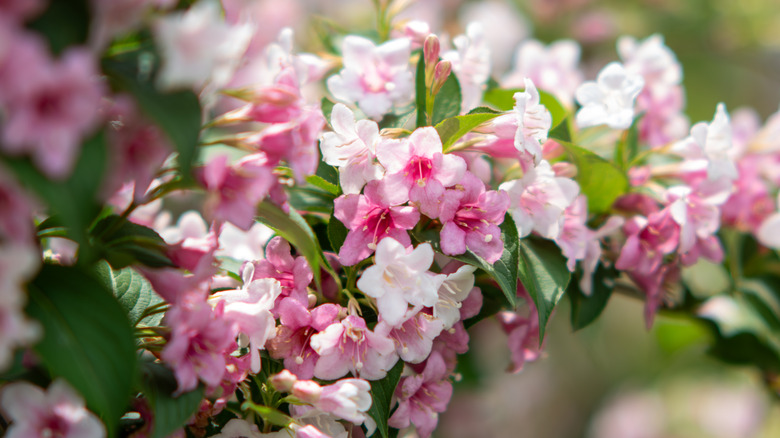 Small flowers of white and pink flowers of weigela