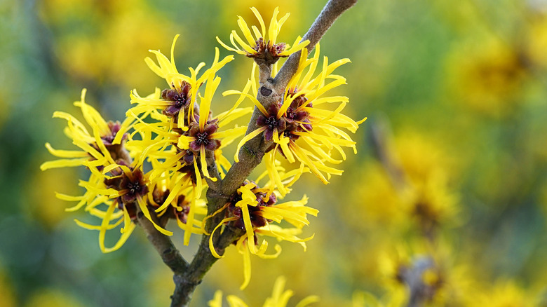 Yellow flowers of witch hazel on a stem