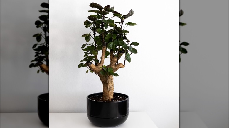 Aralia bonsai