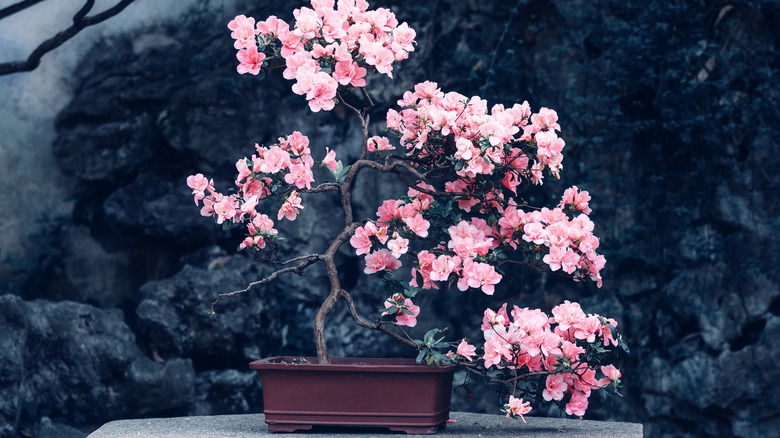 Pink blooming camellia