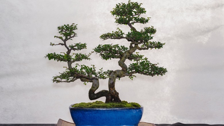 Chinese elm