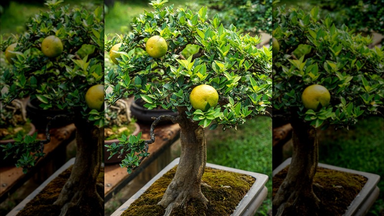 Citrus bonsai