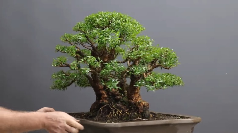 Myrtle bonsai