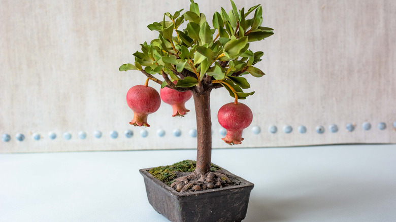 Dwarf pomegranate bonsai