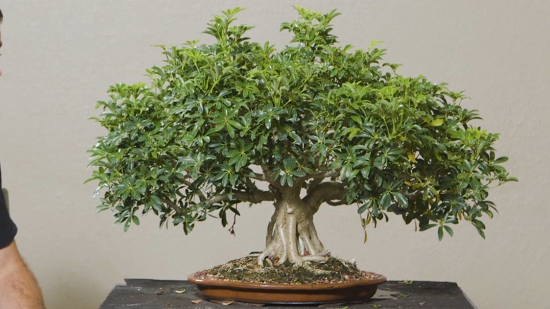 Dwarf umbrella tree