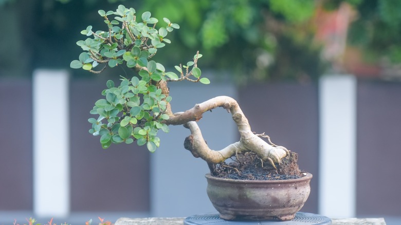 Ficus bonsai tree