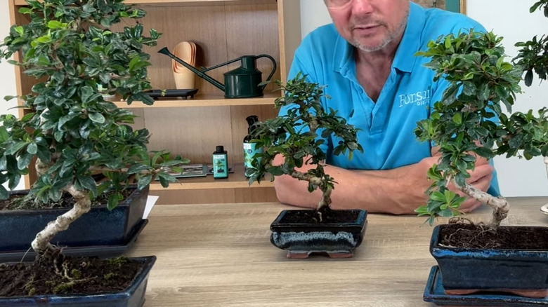 Fukien tea tree bonsais