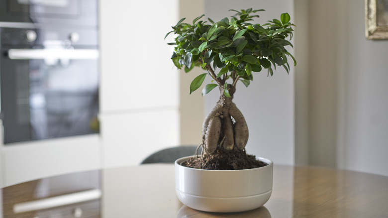 Bonsai on table