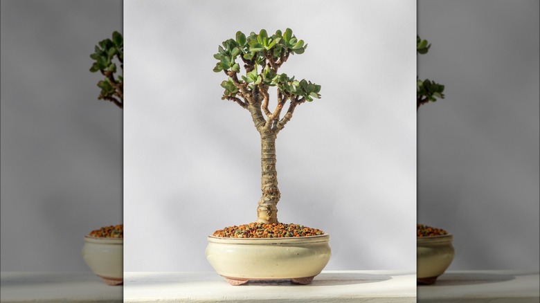 Jade plant