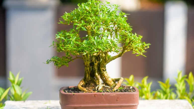 Snowrose bonsai