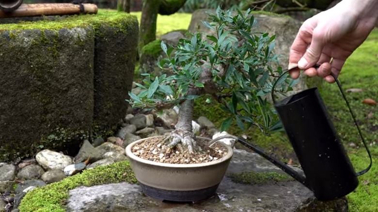 Watering jasmine bonsai