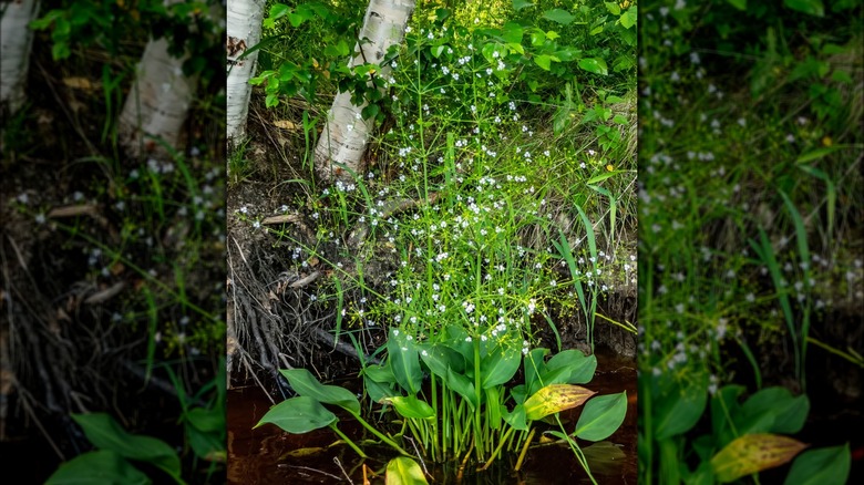 flowering water plantain in water