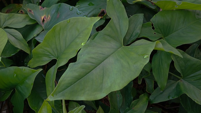 green arrow anum leaves