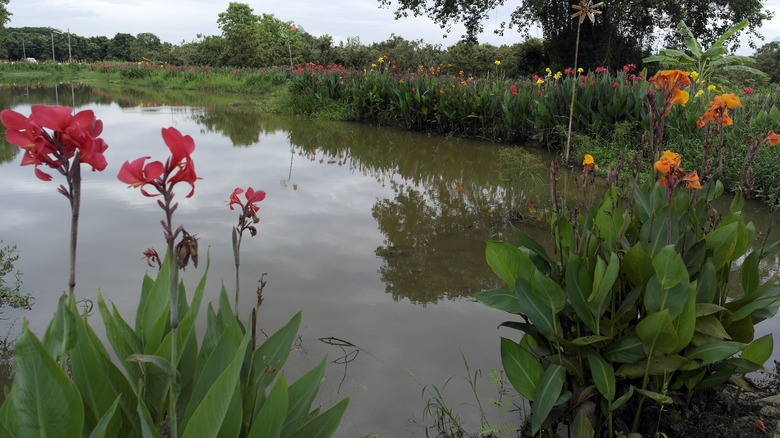canna lilies bordering pond