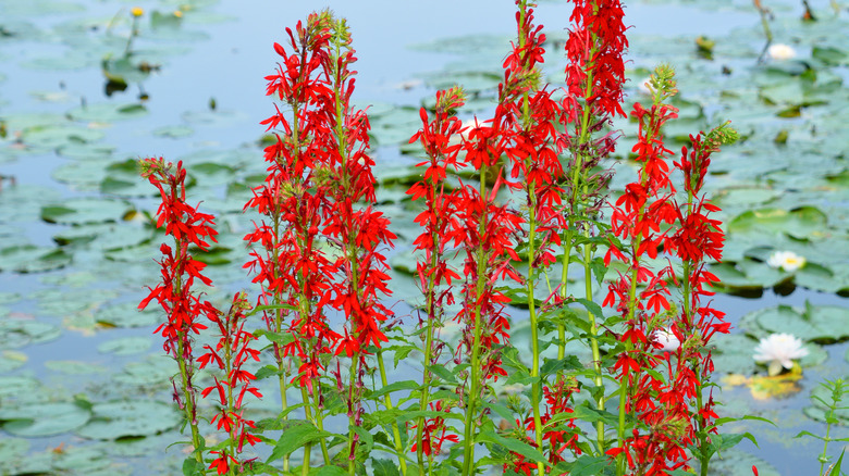 cardinal flower with red blooms