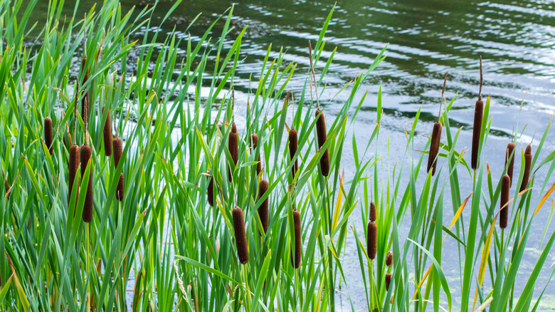 cattails near water body