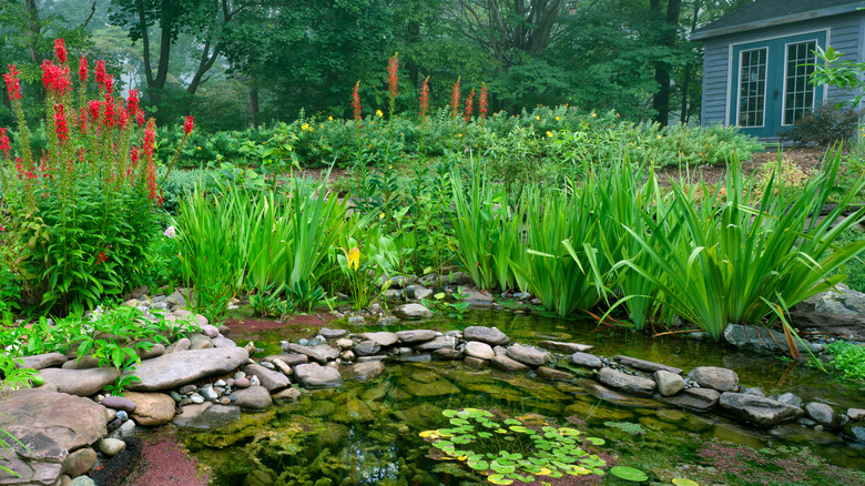 pond with plants