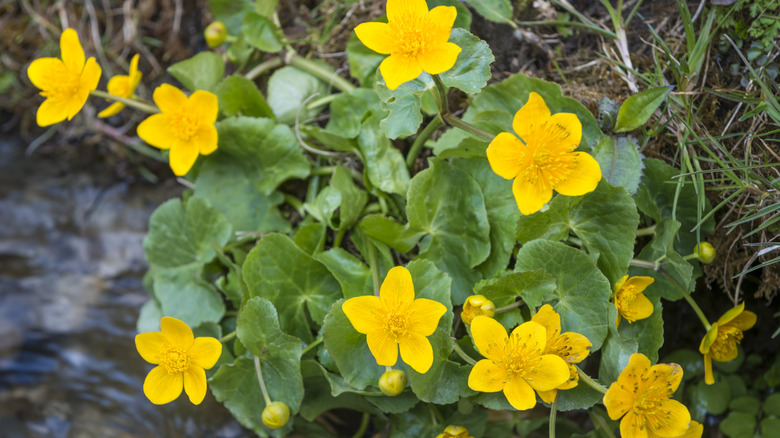 flowering marsh marigold edging stream