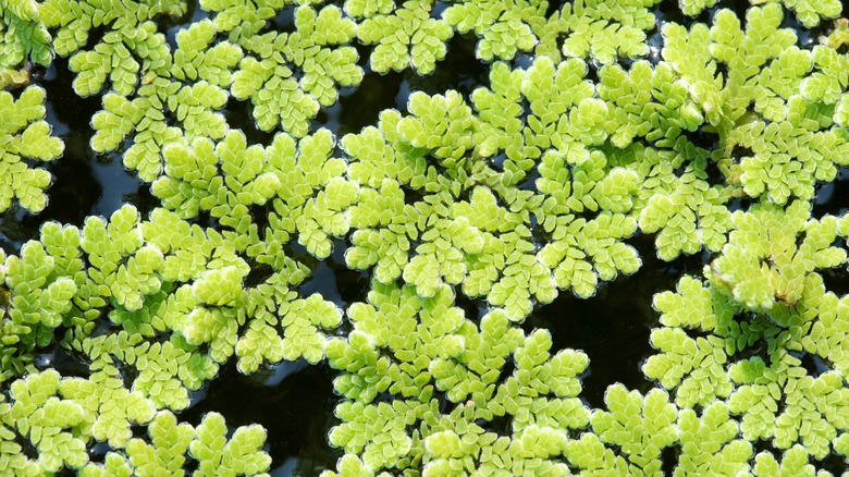 mosquito fern in water