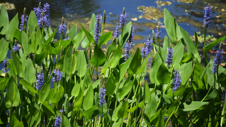 purple flowering pickerelweed