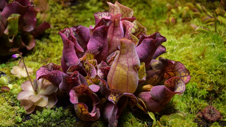 purple pitcher plant