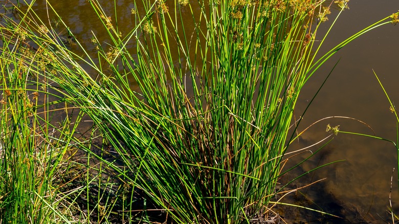 soft rush in pond