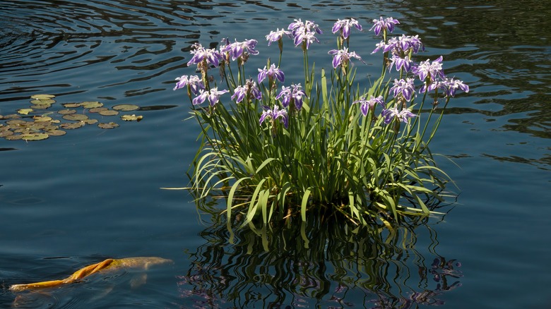 southern blue flag iris