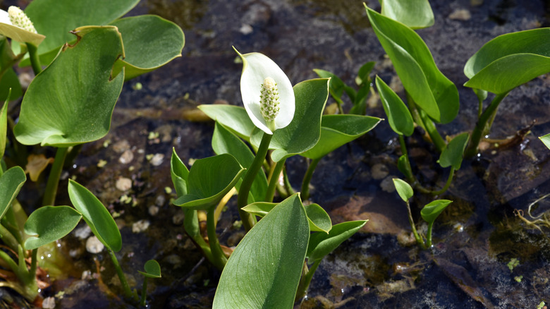 swamp lily with white flower