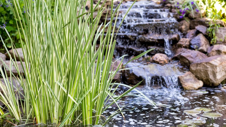 sweet flag in backyard stream