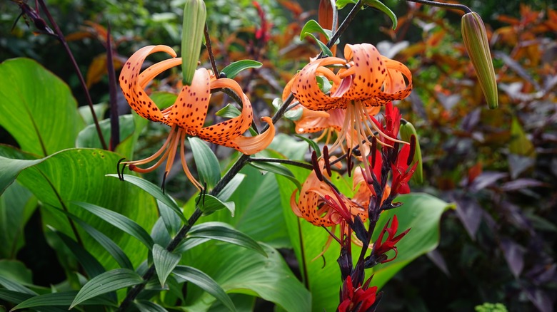 blooming tiger lily