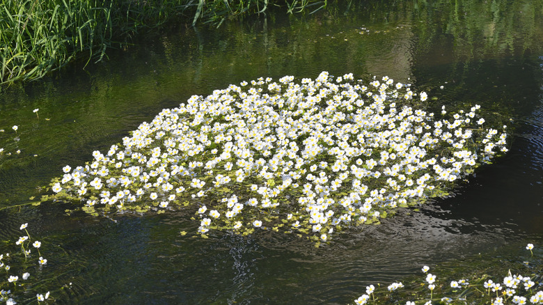 flowering water buttercup in pond