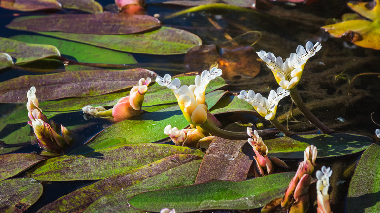 flowering water hawthorne 